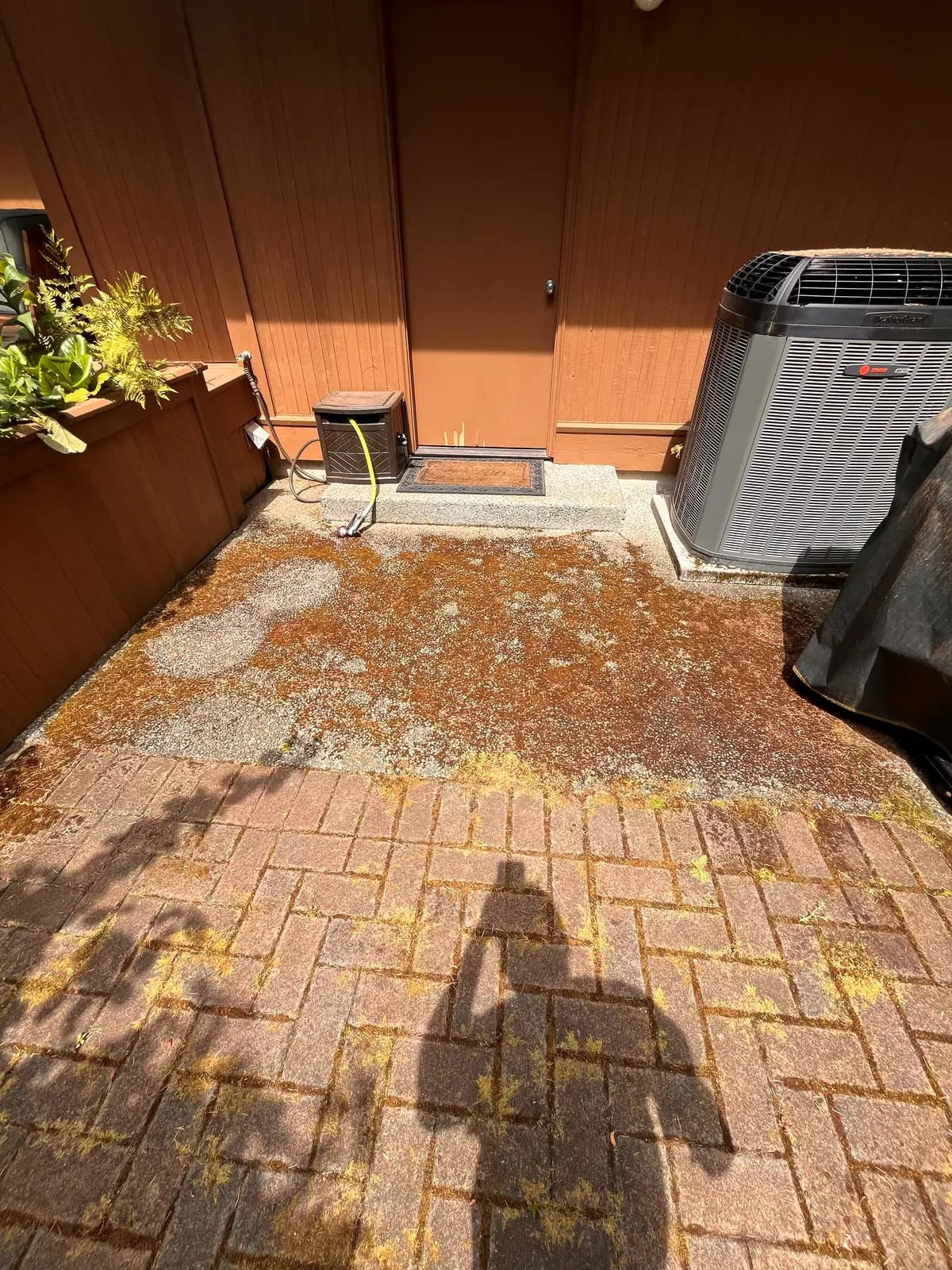 Before — Brick paver walkway and aggregate entry choked with moss, restored to original color
