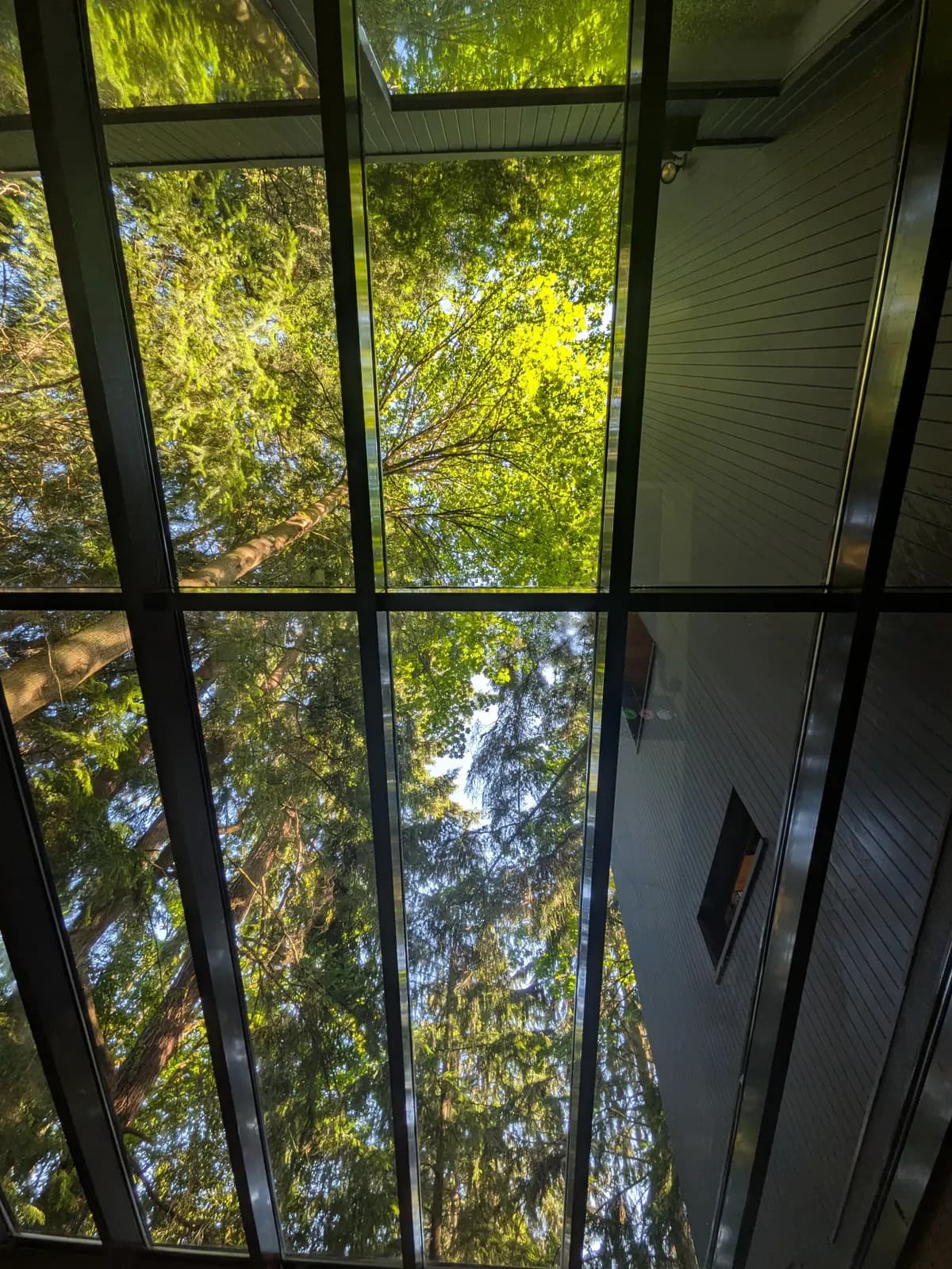 After — Glass roof seen from below, tree canopy visible through the clean panes after service