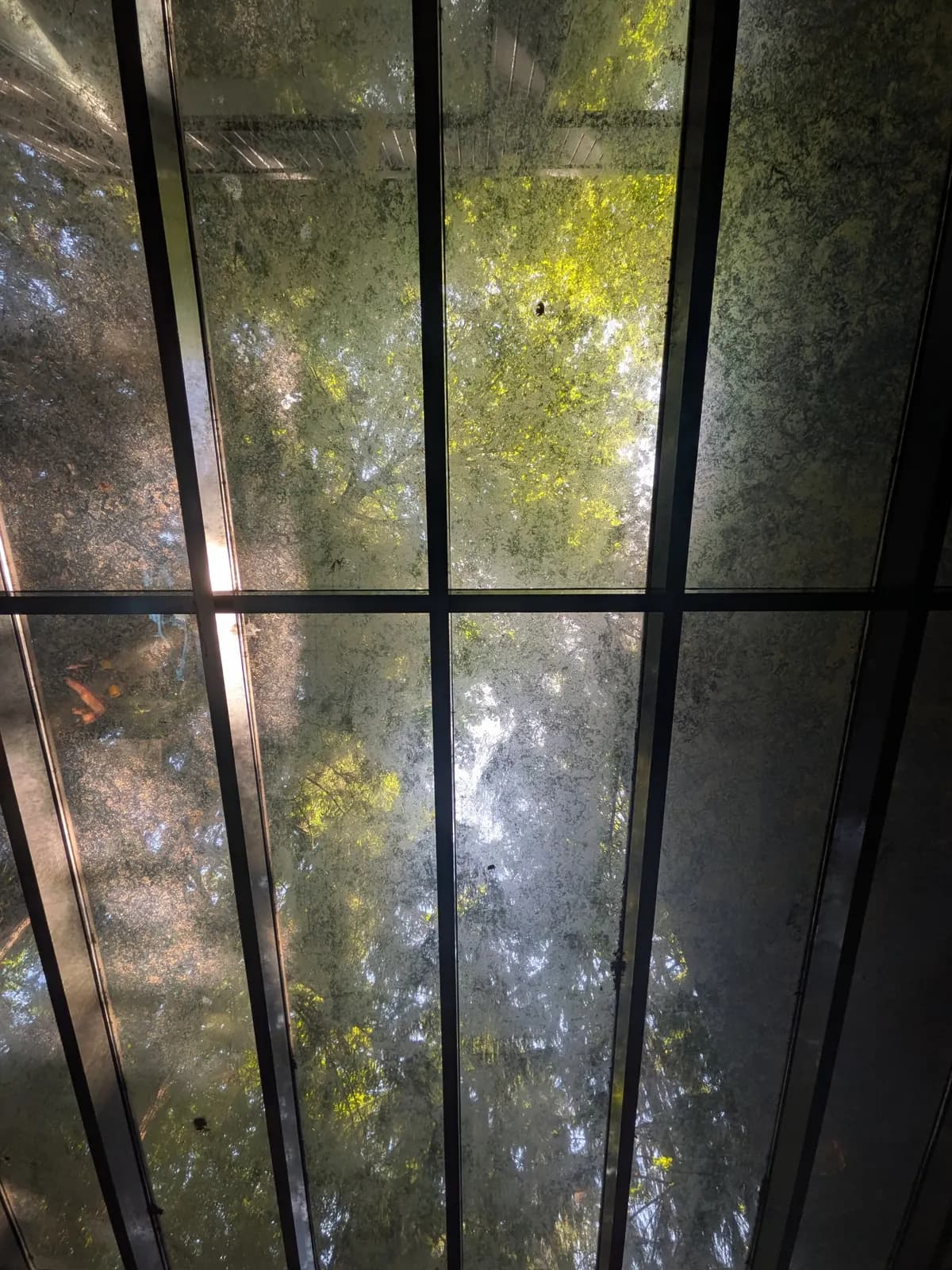Before — Glass roof seen from below, tree canopy visible through the clean panes after service