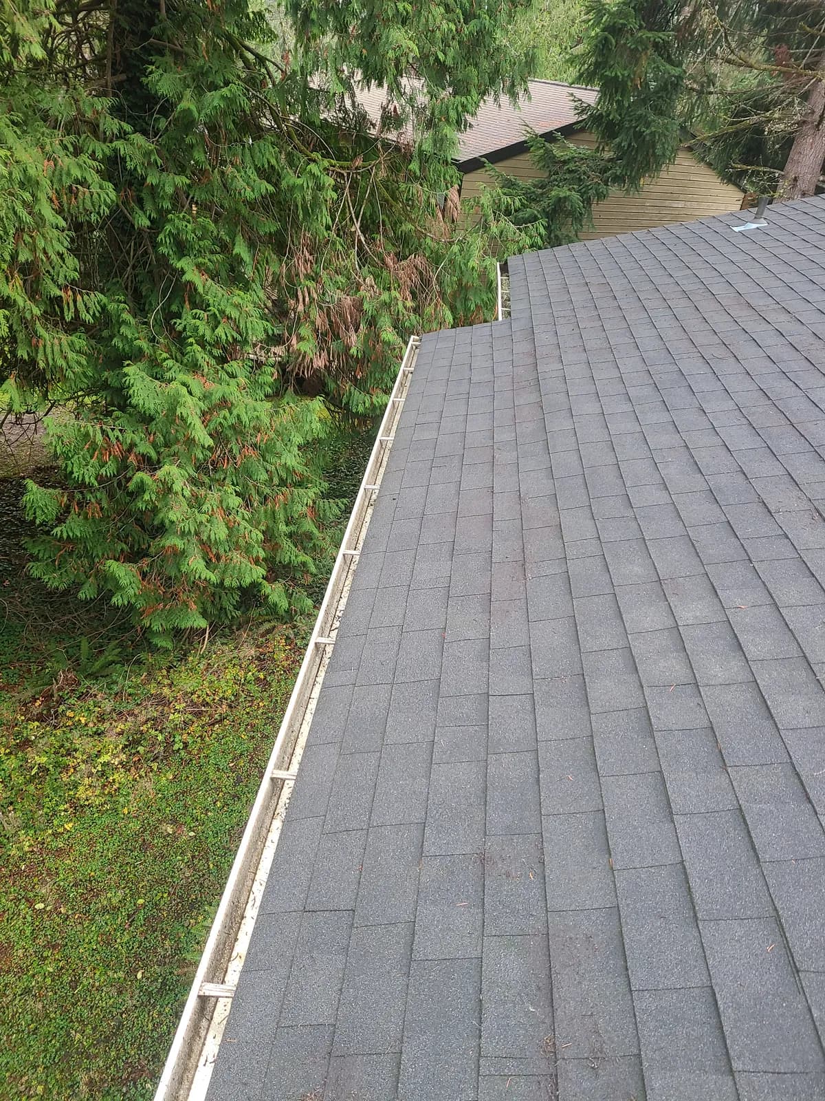 Freshly cleared gutter running beside a cedar hedge — our work