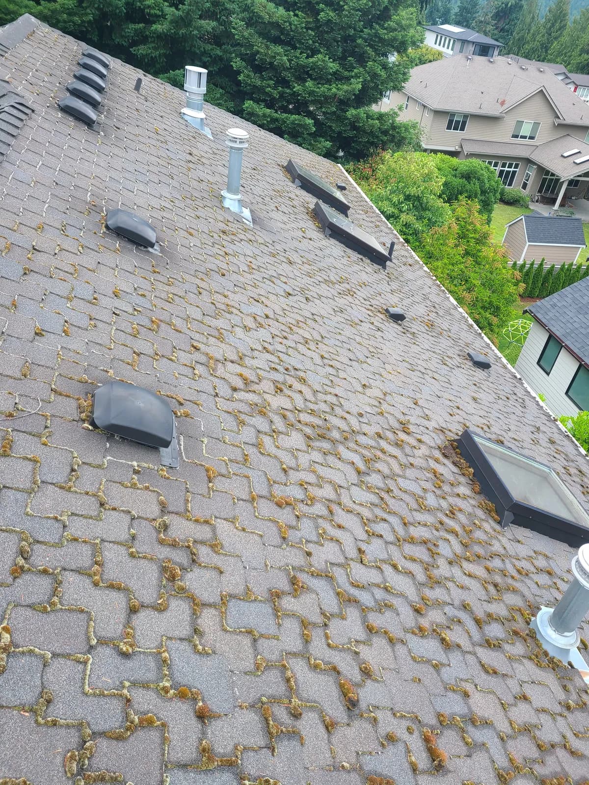 Roof valley mid-service showing cleaned shingles above and moss-covered shingles below
