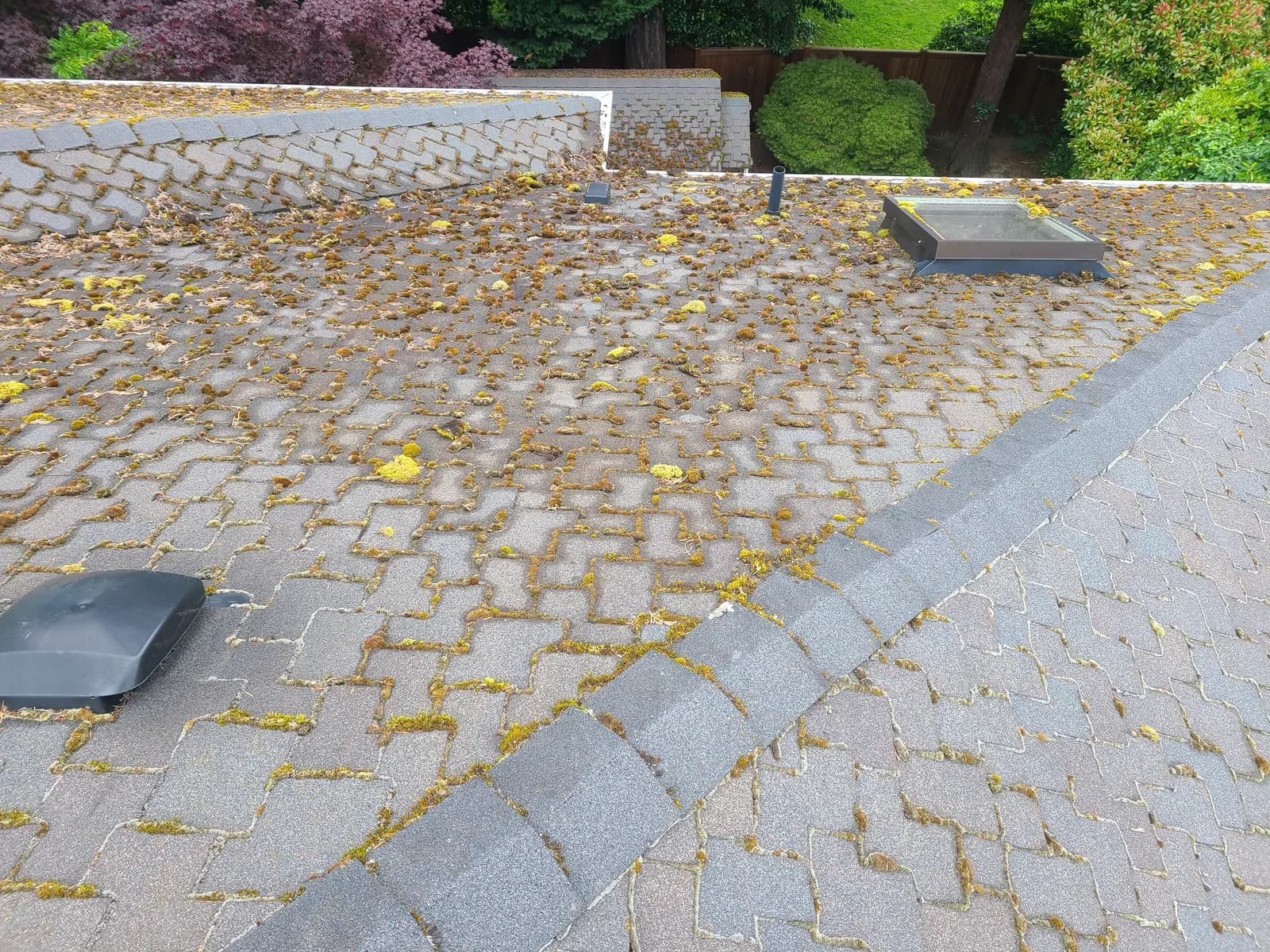 Before — Roof buried under thick yellow-green moss clumps, stripped back to clean bare shingles
