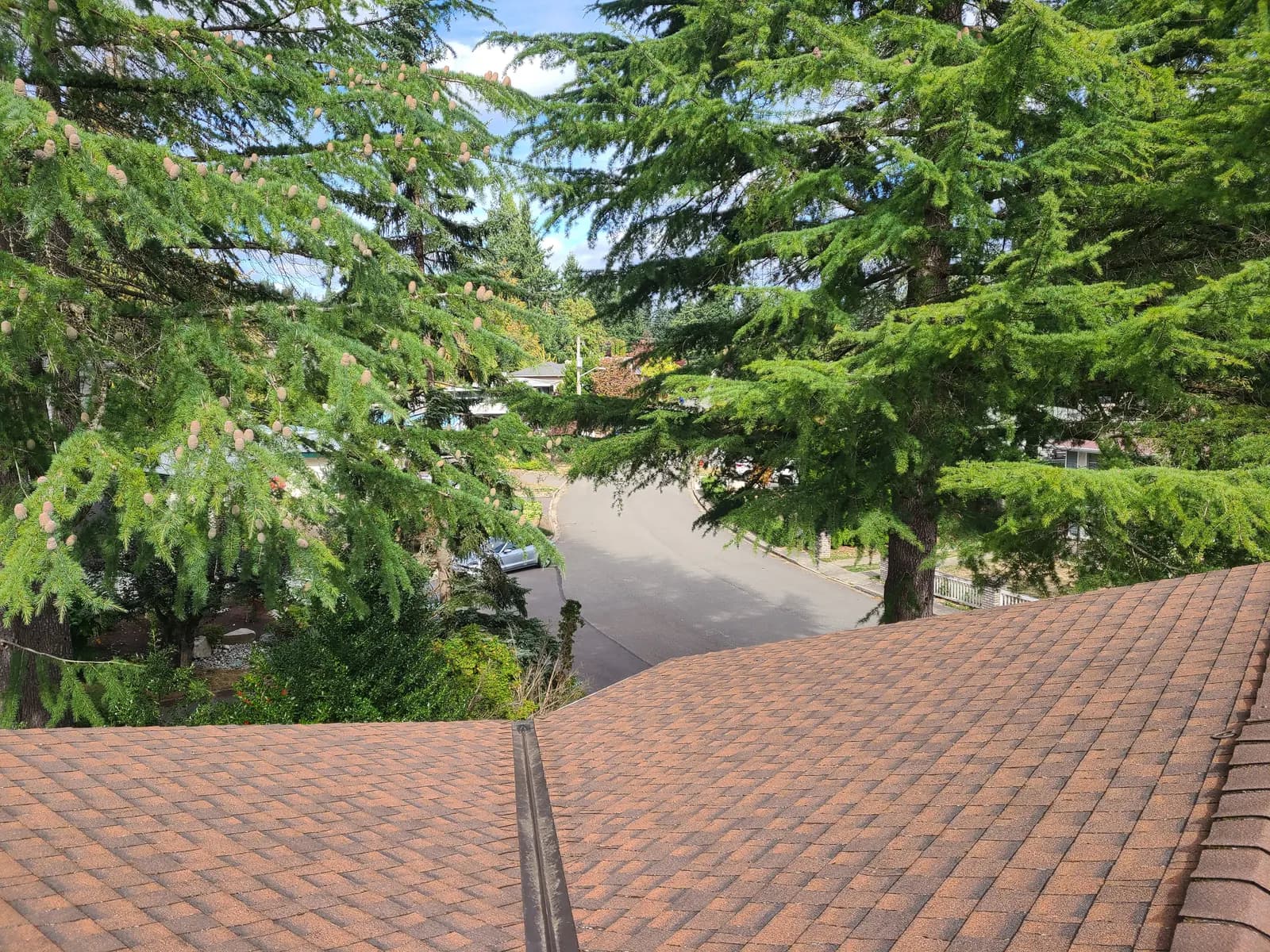 After — Brown shingle roof ridge speckled with moss tufts, uniform after cleaning