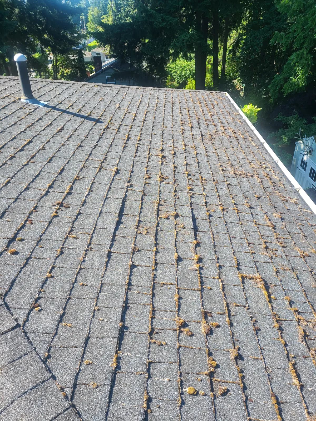 Before — Moss lines growing in every shingle seam, removed to reveal a uniform clean roof
