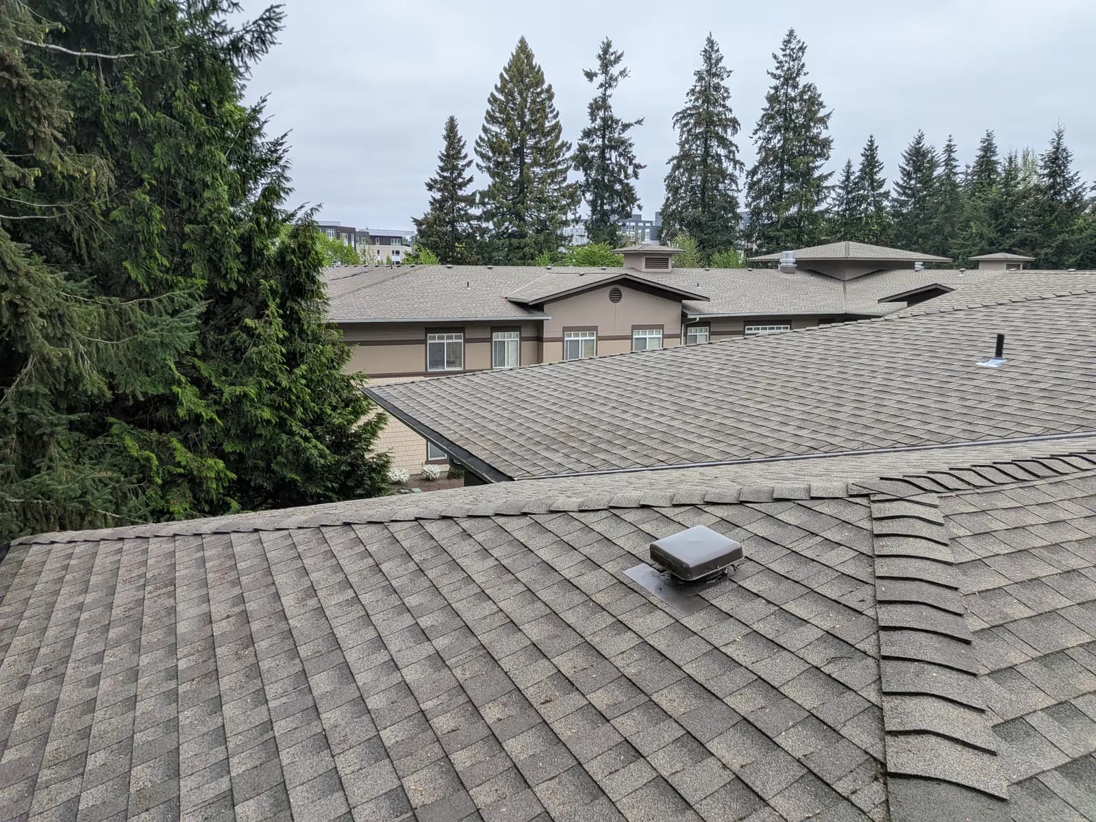 After — Multi-building community roof cleared of needle debris