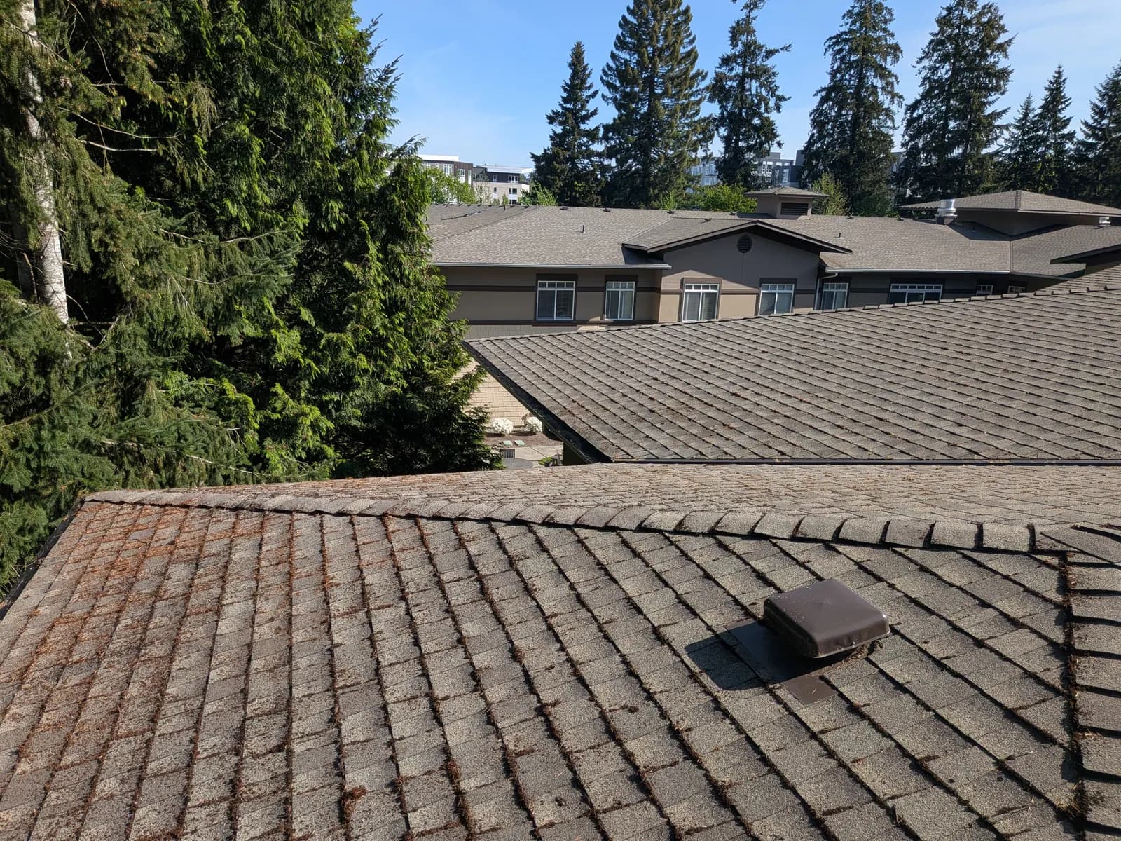 Before — Multi-building community roof cleared of needle debris