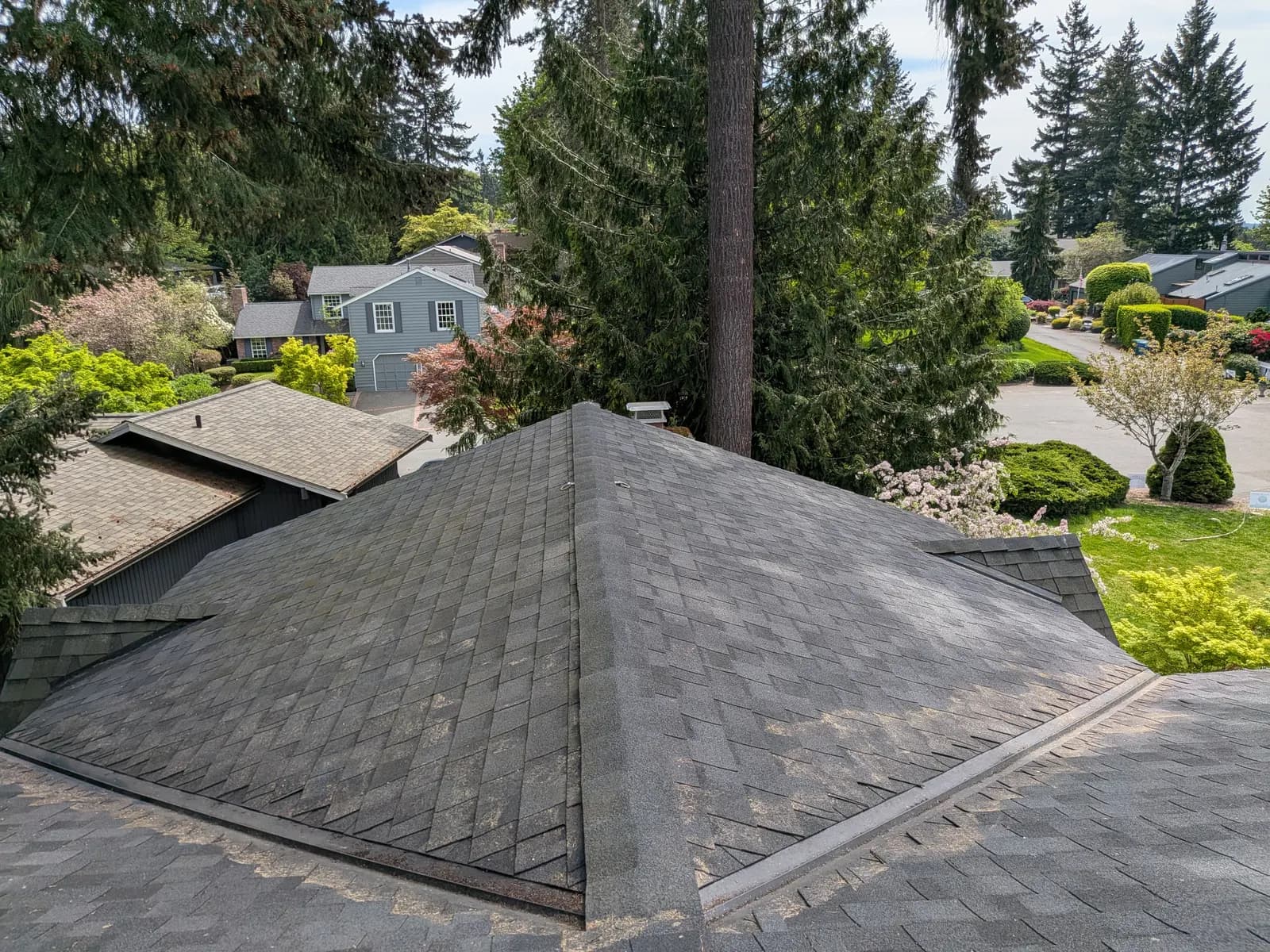 After — Hip roof buried in fir needles and pinecones, fully cleared the same day