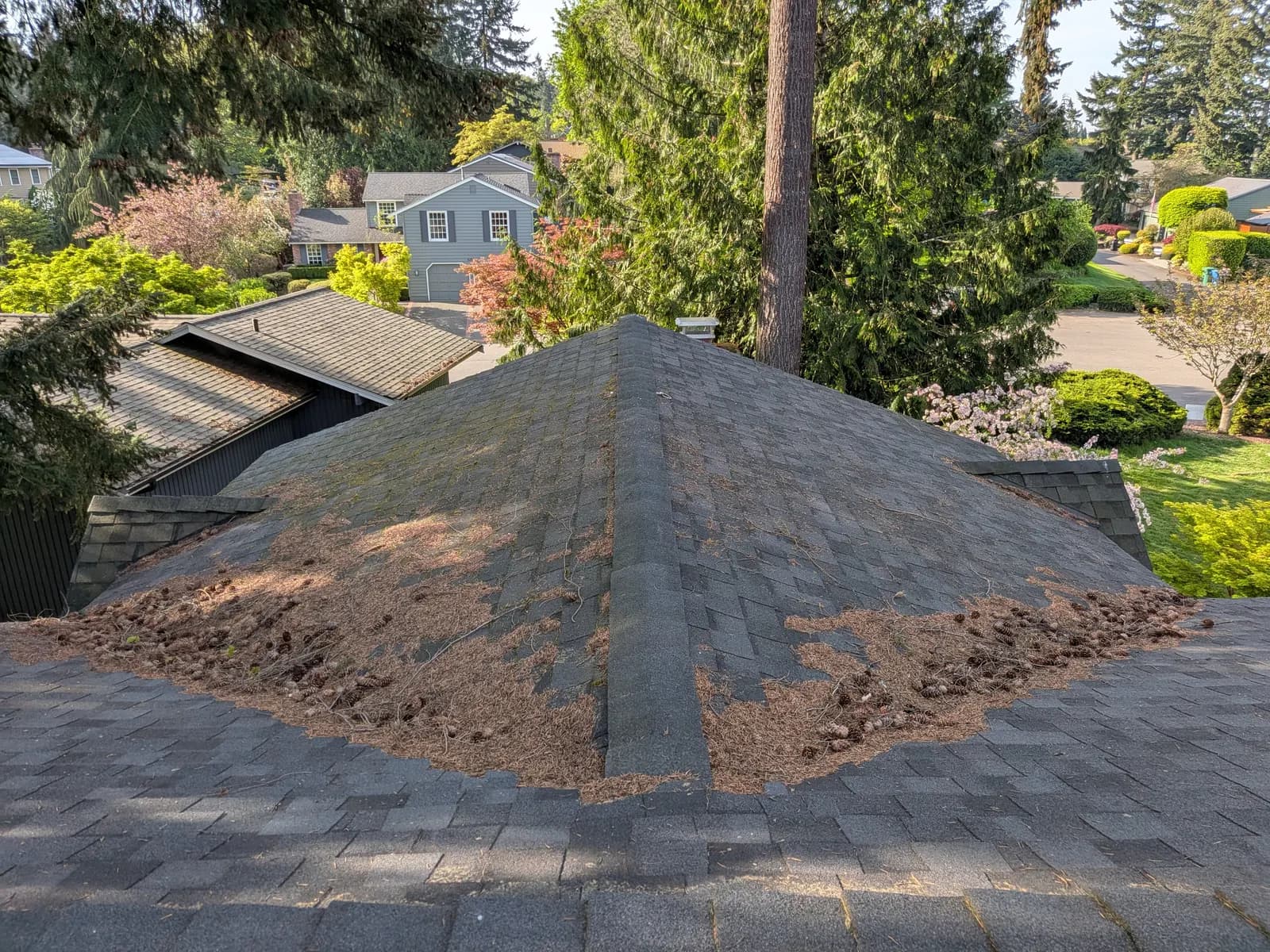 Before — Hip roof buried in fir needles and pinecones, fully cleared the same day
