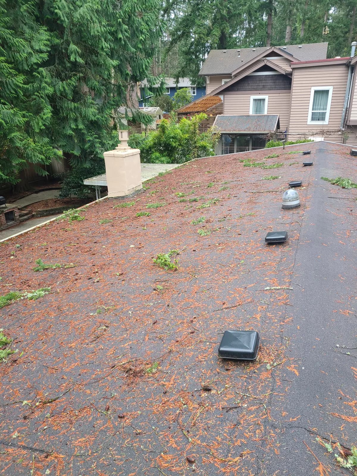 Before — Low-slope roof blanketed in pine needles, fully cleared the same visit