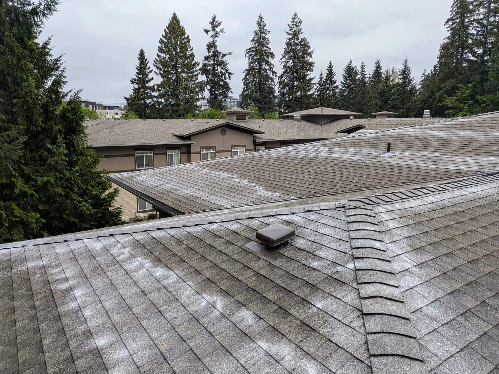 Moss treatment being applied across a community roof