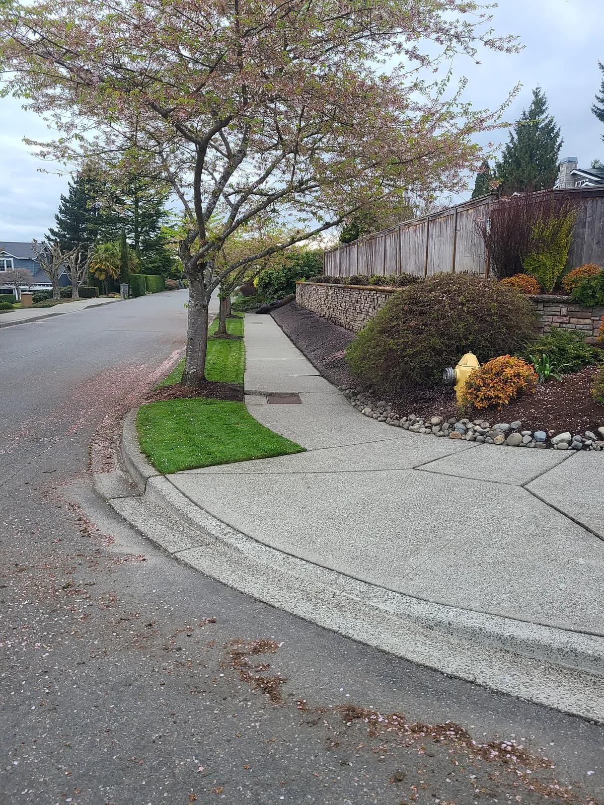 After — Neighborhood sidewalk buried under fallen petals and debris, cleaned to bright bare concrete