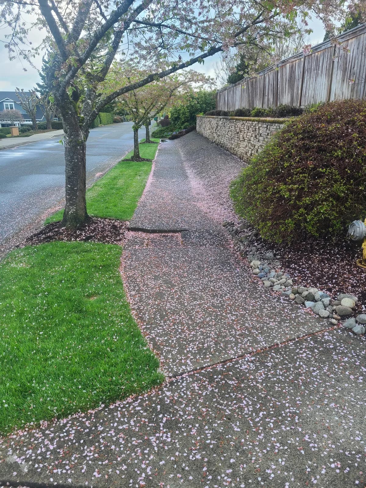 Before — Neighborhood sidewalk buried under fallen petals and debris, cleaned to bright bare concrete